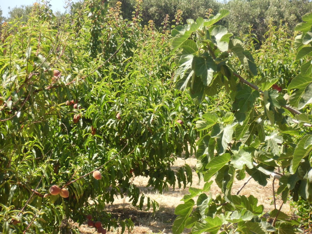 Stella Di Sicilia Vila San Fratello Exterior foto
